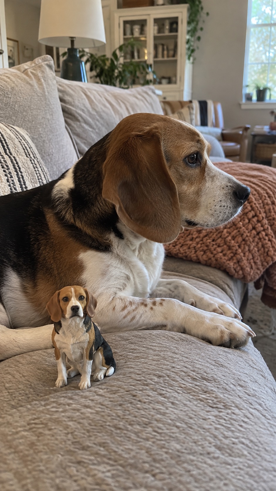 Scout, Beagle