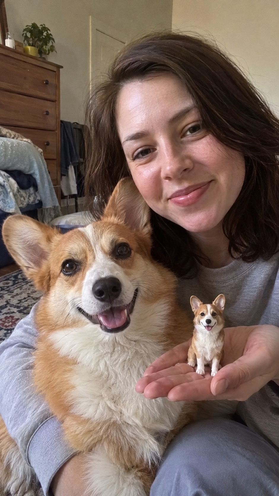 Biscuit, Pembroke Corgi
