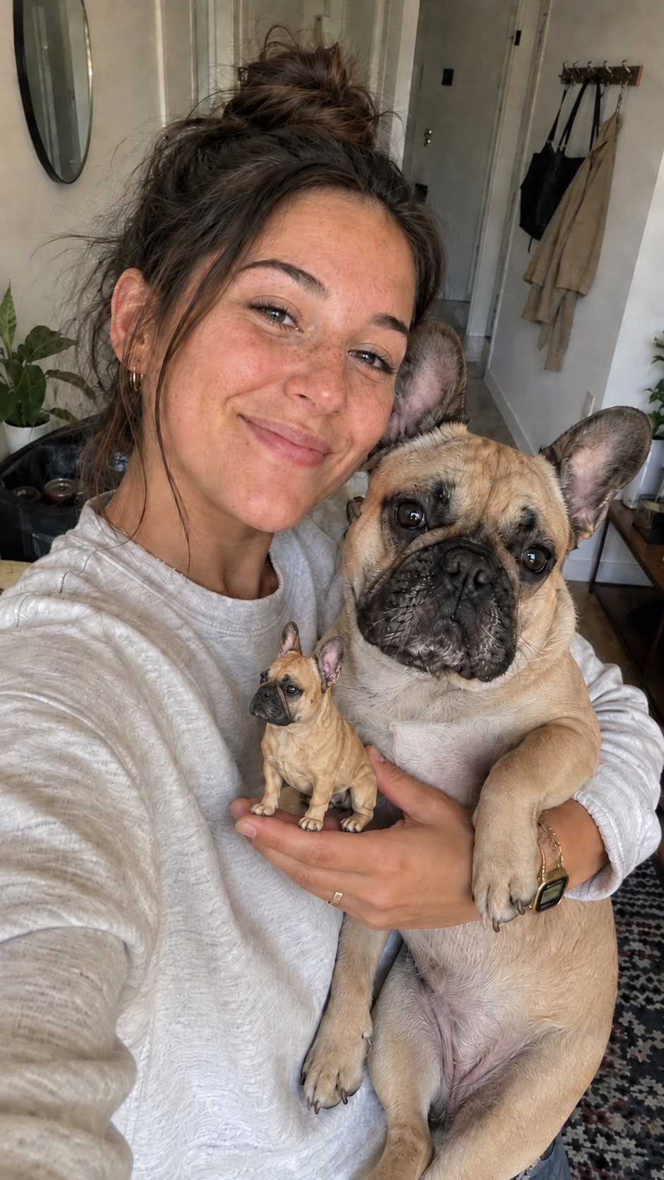Bruno, French Bulldog